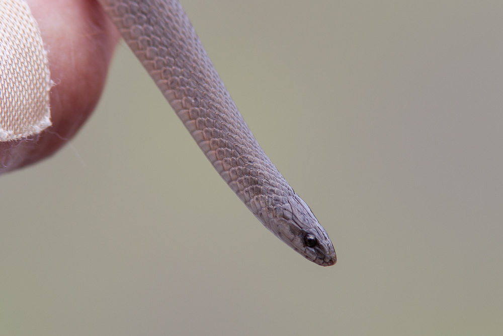 Rough Earth Snake (Virginia striatula)